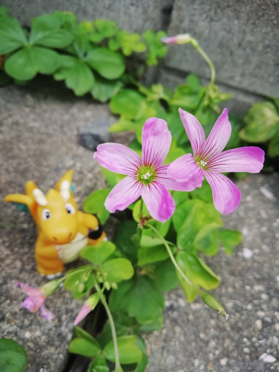 ムラサキカタバミ