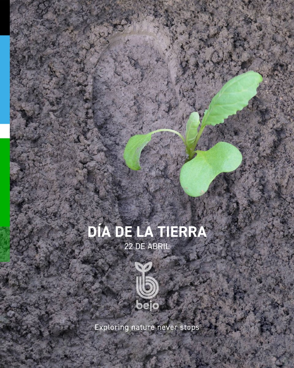 BejoEspana's tweet photo. Día Mundial de la Tierra 🌍

Hoy celebramos el compromiso con nuestro planeta. En Bejo, creemos que un futuro sostenible comienza desde la raíz 🌱. Apostamos por la innovación en semillas hortícolas para una agricultura más eficiente y respetuosa con el medio ambiente. https://t.co/3KSvbSpfBk