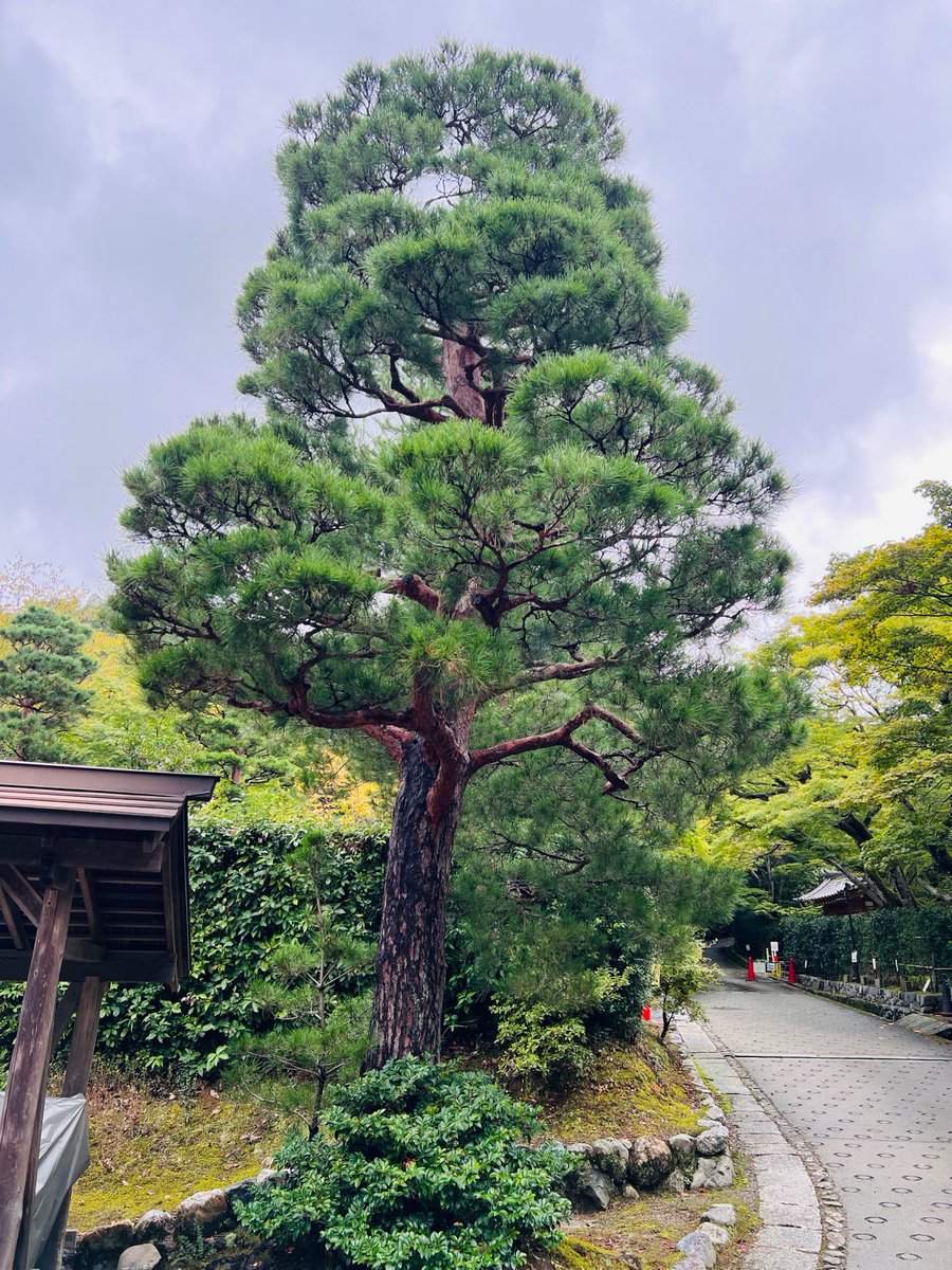 dhimantn's tweet image. How We Did 14 Days in Japan with Family, on Points, and Built the Ultimate Itinerary While Saving Over ₹4 Lakhs 🌟🇯🇵

Planning a trip to Japan with family? This thread isn’t just about how we hacked flights &amp;amp; hotels — it’s your complete day-by-day guide to exploring Tokyo, Kyoto…