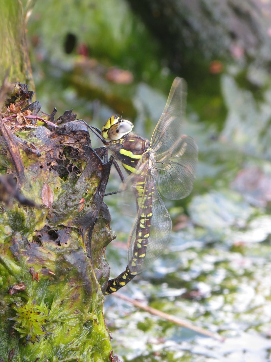 BDS Scotland (@scotlandbds) on Twitter photo Would you like to carry out Northern Damselfly surveys in the Cairngorms, Deeside or Perthshire & can commit to 3 site visits a year? If so, please join us on Saturday in Aviemore for a training day! 🐉🏴
More info/ booking from Daniele on daniele.muir@british-dragonflies.org.uk Would you like to carry out Northern Damselfly surveys in the Cairngorms, Deeside or Perthshire & can commit to 3 site visits a year? If so, please join us on Saturday in Aviemore for a training day! 🐉🏴
More info/ booking from Daniele on daniele.muir@british-dragonflies.org.uk