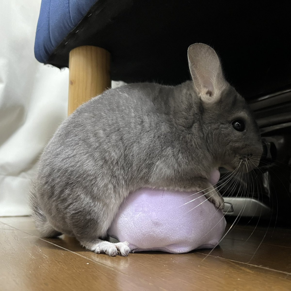 チンチラのすみれと飼い主ゆみ on X: チンチラのすみれと飼い主ゆみ on X: