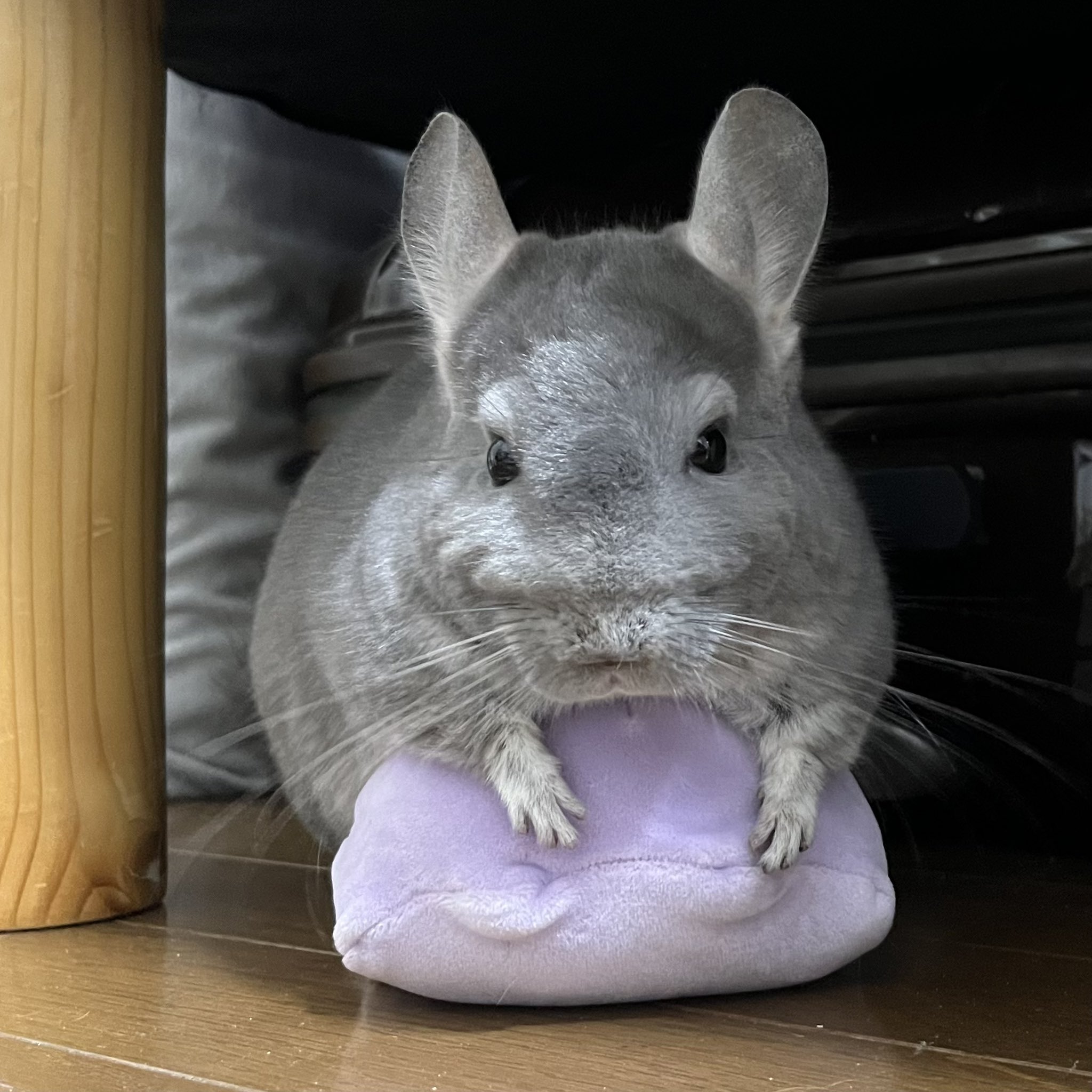チンチラのすみれと飼い主ゆみ on X: チンチラのすみれと飼い主ゆみ on X: