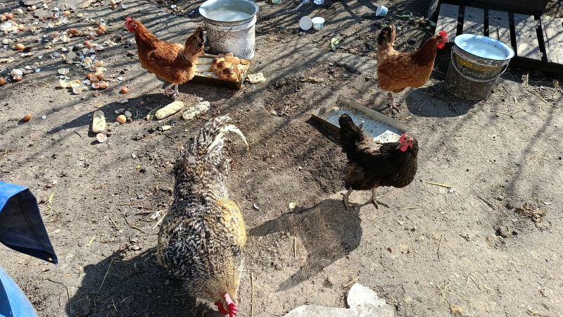 Agnieszka Walczak tweet media