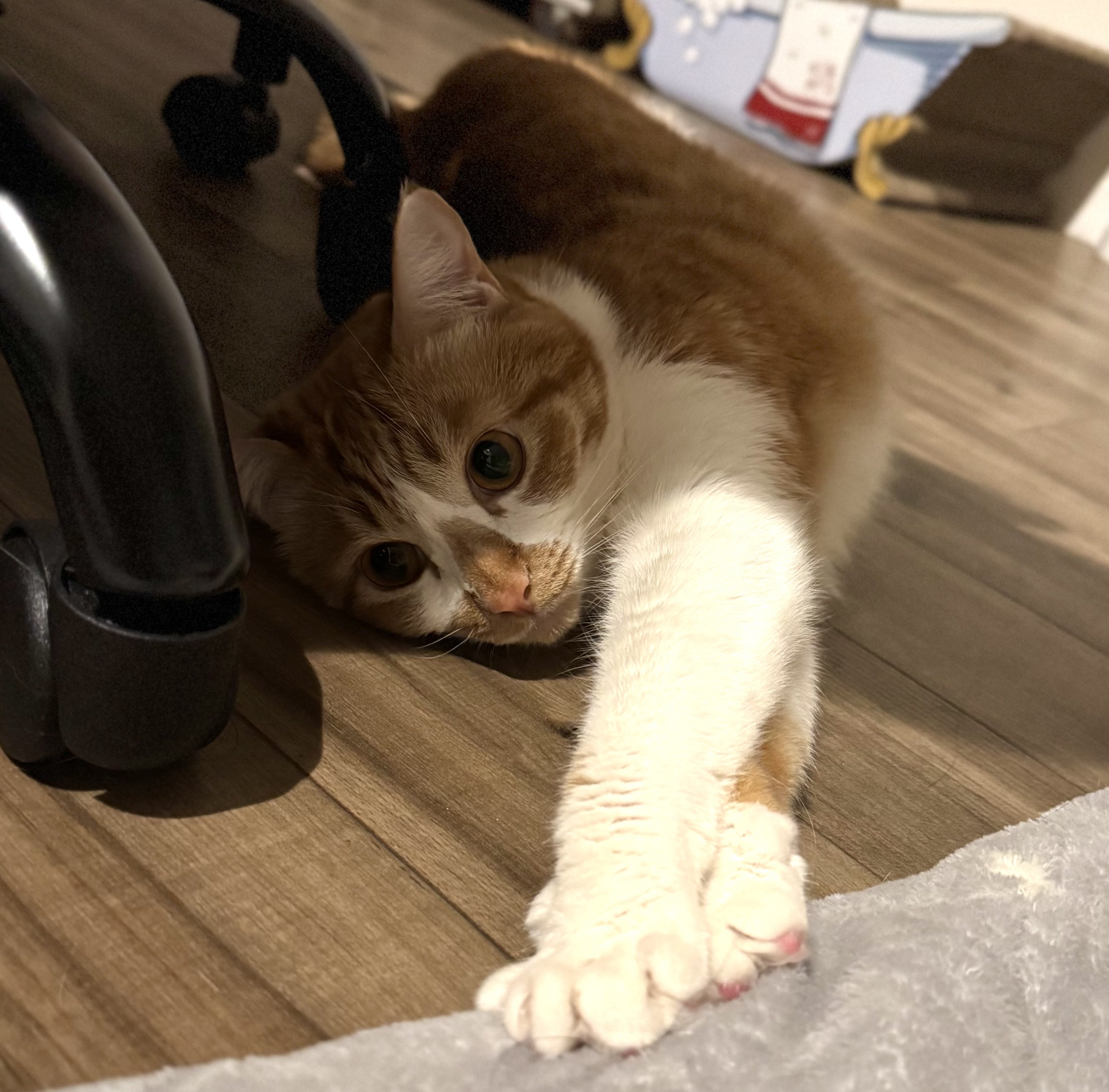 トライエックス / 子猫のマンチカン 2025年カレンダー CL-382