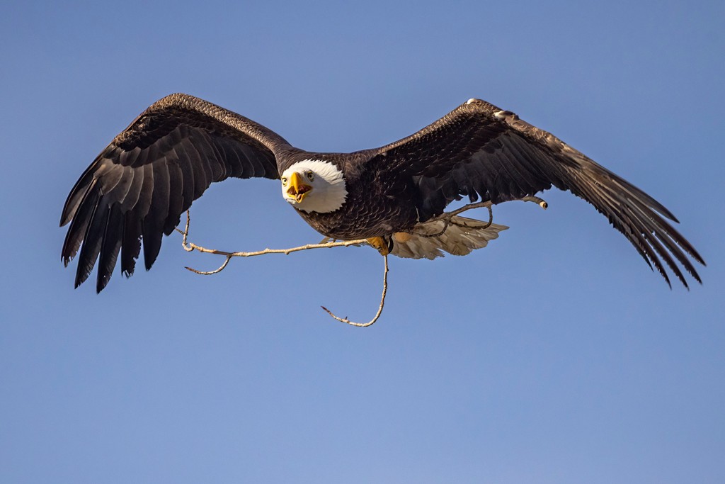 jardenephoto's tweet photo. Did you know that Bald Eagles are master architects? 🦅✨ With their impressive nests, some reaching up to 13 feet in diameter, these majestic birds showcase their creativity and resilience. Join us on a journey to uncover the secrets behind their nest-building! 🏡🌳 https://t.co/u6E2Nucso8
