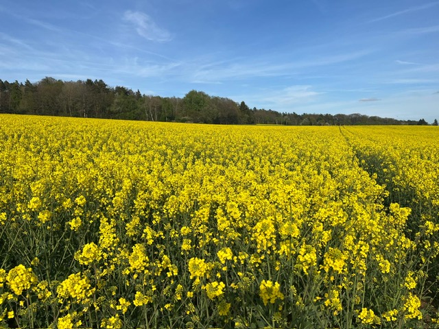 Mybus_Germany's tweet image. ヘッセン州の穀倉地帯ヴェタラウ地域の広大な菜の花畑。麦畑も広大ですが、点在する菜の花畑も、その鮮やかな黄色が黄金色に輝いていました！