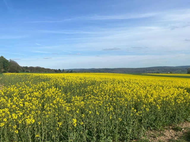Mybus_Germany's tweet image. ヘッセン州の穀倉地帯ヴェタラウ地域の広大な菜の花畑。麦畑も広大ですが、点在する菜の花畑も、その鮮やかな黄色が黄金色に輝いていました！