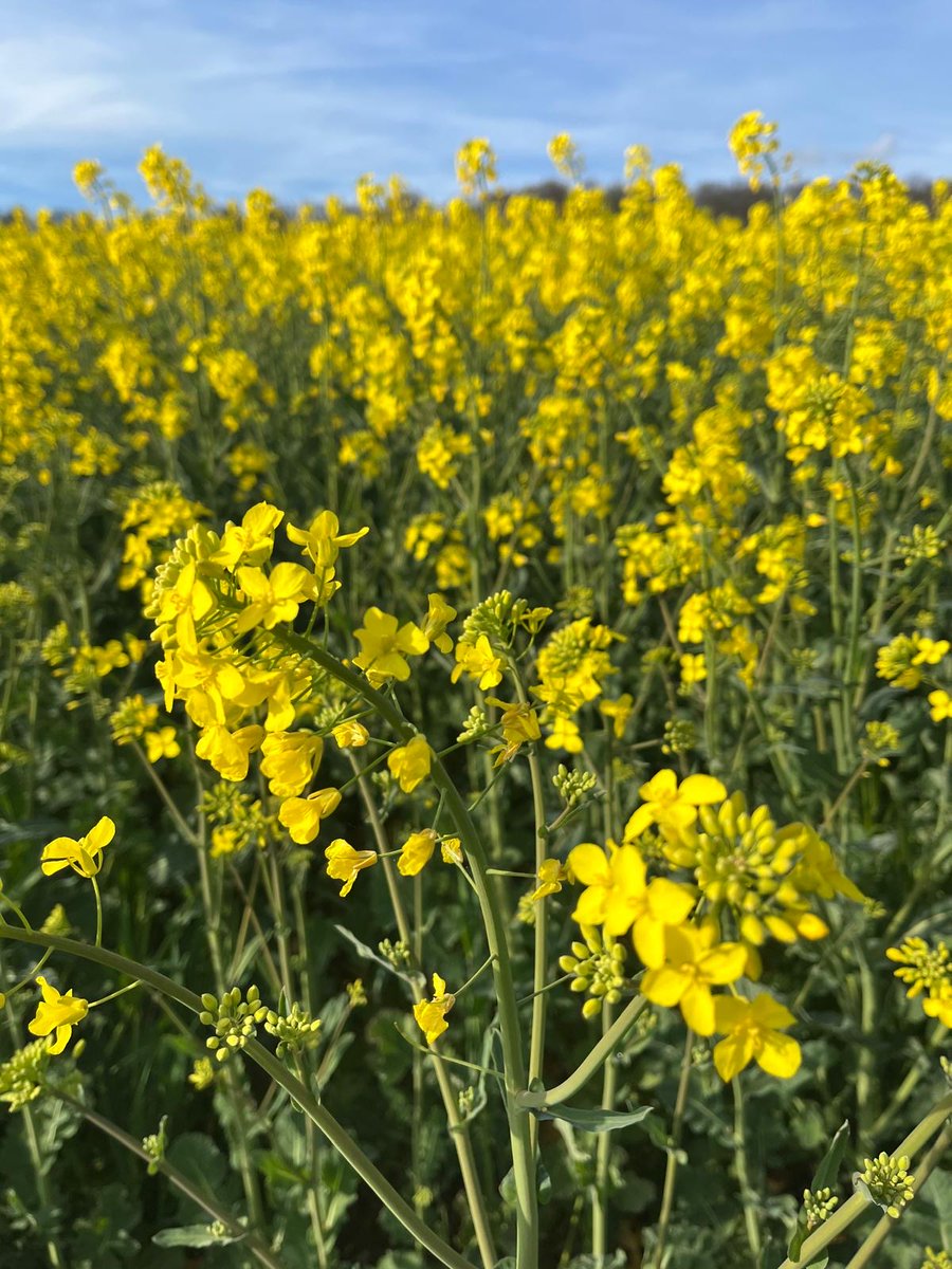 Mybus_Germany's tweet image. ヘッセン州の穀倉地帯ヴェタラウ地域の広大な菜の花畑。麦畑も広大ですが、点在する菜の花畑も、その鮮やかな黄色が黄金色に輝いていました！