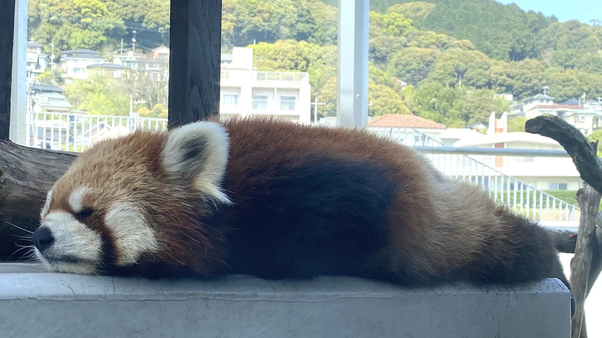 手と足はどこかな。

#徳山動物園　#シセンレッサーパンダ　#レッサーパンダ　#ルナ　#お昼寝　#すよすよ　#手　#足　#ないない