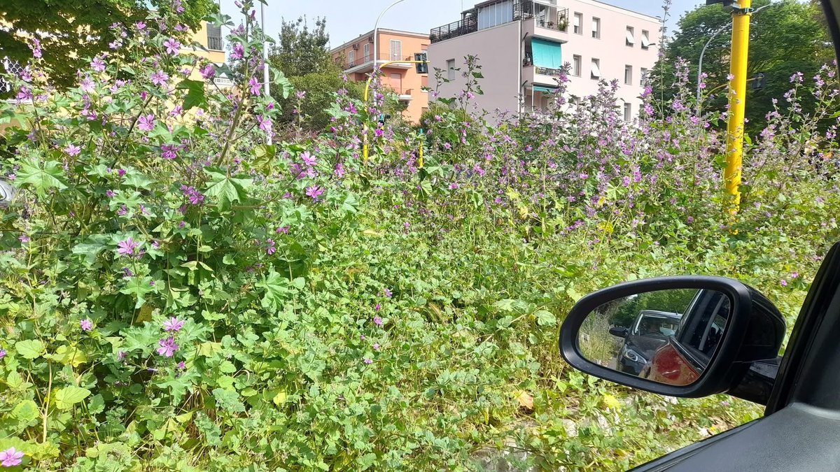 Perché mai tagliare l’erba in prossimità di un attraversamento pedonale