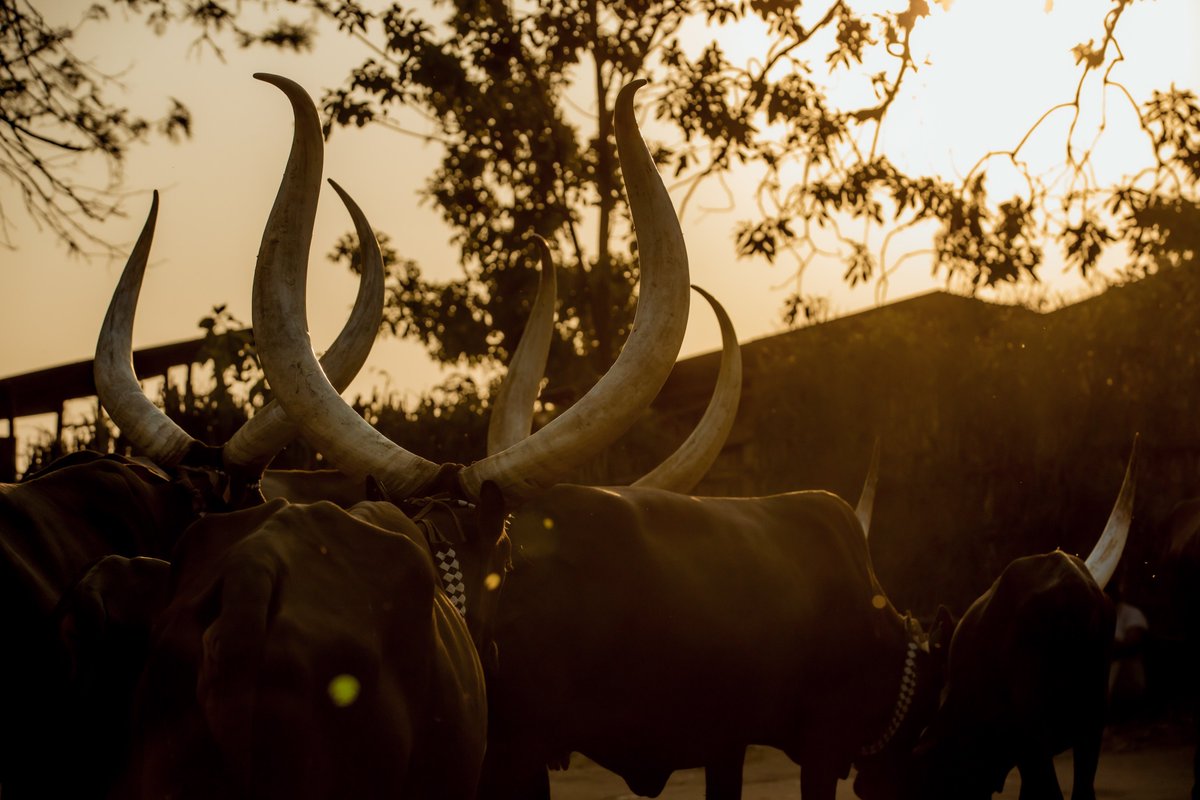 Visit Rwanda (@visitrwanda_now) on Twitter photo ๐ At the Kingโs Palace Museum in <a href="/NyanzaDistrict/">Nyanza District</a>, Inyambo cattle ๐, descendants of the kingโs royal herd, are carefully tended and sung to by their keepers, preserving a unique tradition and cultural heritage.
Learn more and plan your trip: visitrwanda.com/interests/kingโฆ
๐ธ ๐ At the Kingโs Palace Museum in <a href="/NyanzaDistrict/">Nyanza District</a>, Inyambo cattle ๐, descendants of the kingโs royal herd, are carefully tended and sung to by their keepers, preserving a unique tradition and cultural heritage.
Learn more and plan your trip: visitrwanda.com/interests/kingโฆ
๐ธ