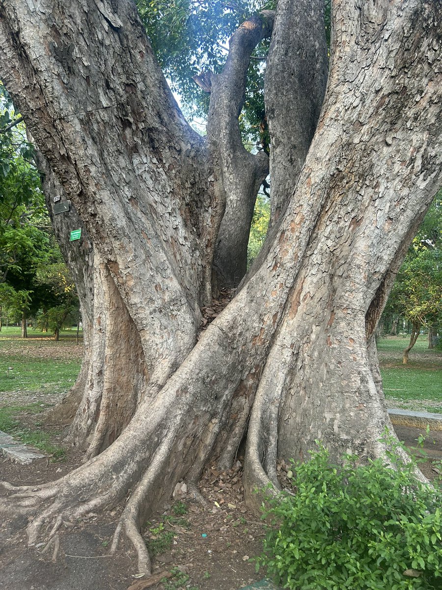 hemsdoc's tweet image. Lessons in being #grounded and #rooted!

Evening Lal bagh walk!! 

#lalbagh #trees #bengaluru #bangalore #NammaBengaluru