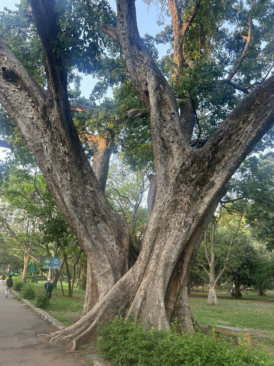 hemsdoc's tweet image. Lessons in being #grounded and #rooted!

Evening Lal bagh walk!! 

#lalbagh #trees #bengaluru #bangalore #NammaBengaluru