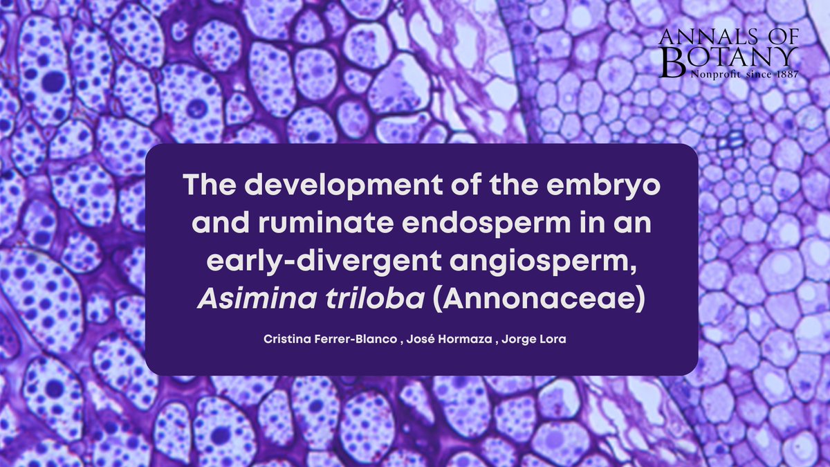 Annals of Botany (@annbot) on Twitter photo 🎉 Good news! The paper ‘The development of the embryo and ruminate endosperm in an early-divergent angiosperm, Asimina triloba (Annonaceae)’ in <a href="/annbot/">Annals of Botany</a> by C. Ferrer-Blanco and co-authors is now #free for a limited time 🧵(1/10)
👉 doi.org/pg92
#Botany #PlantScience 🎉 Good news! The paper ‘The development of the embryo and ruminate endosperm in an early-divergent angiosperm, Asimina triloba (Annonaceae)’ in <a href="/annbot/">Annals of Botany</a> by C. Ferrer-Blanco and co-authors is now #free for a limited time 🧵(1/10)
👉 doi.org/pg92
#Botany #PlantScience