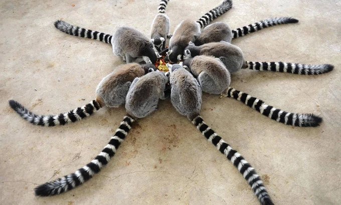Thought this was a new spider from Australia but it's just Lemurs having a meal together 😄