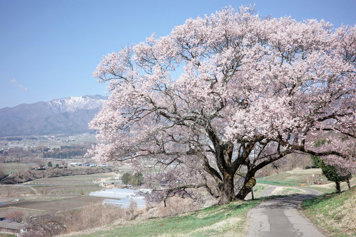 tomotakaenter's tweet photo. 今年巡り会った信州の桜たち。
短く儚い桜たちだけど、今年も一期一会の出会いに感謝。 https://t.co/UqaqmGLRem