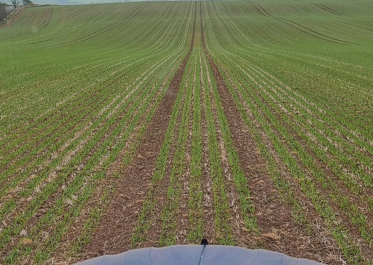 Everything Is Greenknowe (@greenknowefarm) on Twitter photo High N <a href="/ragtseedsuk/">RAGT Seeds UK</a> Asteroid malt barley enjoying this very dry weather. @MzuriDrills sown between last year's rows into calcium limed stubble. Low soil movement conserving moisture. #drough25 <a href="/mydirectdriller/">Direct Driller</a> <a href="/NFUStweets/">NFU Scotland</a> <a href="/BBCScotland/">BBC Scotland</a> High N <a href="/ragtseedsuk/">RAGT Seeds UK</a> Asteroid malt barley enjoying this very dry weather. @MzuriDrills sown between last year's rows into calcium limed stubble. Low soil movement conserving moisture. #drough25 <a href="/mydirectdriller/">Direct Driller</a> <a href="/NFUStweets/">NFU Scotland</a> <a href="/BBCScotland/">BBC Scotland</a>