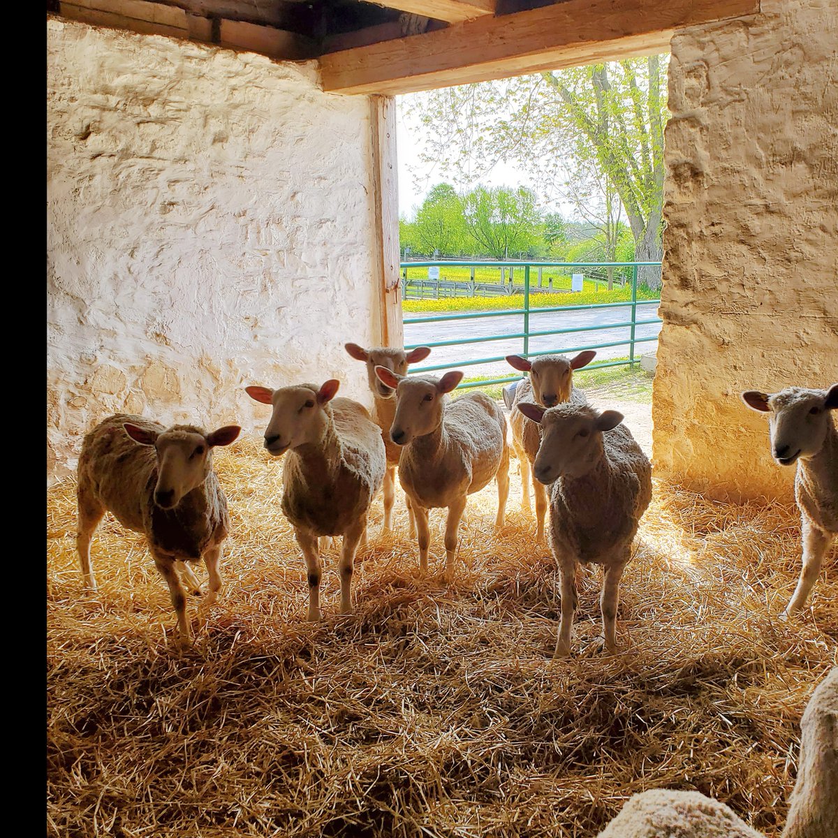 Terry Johnston (@ckdoterry) on Twitter photo Ross Ste-Croix from <a href="/WindReachFarm/">WindReach Farm</a> in Ashburn joins <a href="/CKDOTerry/">Terry Johnston</a> LIVE on <a href="/CKDOradio/">CKDO</a> to talk about Swing Into Spring April 26th & remembers the great Sandy Mitchell & Penny Smith.
soundcloud.com/user-212069307…
windreachfarm.org Ross Ste-Croix from <a href="/WindReachFarm/">WindReach Farm</a> in Ashburn joins <a href="/CKDOTerry/">Terry Johnston</a> LIVE on <a href="/CKDOradio/">CKDO</a> to talk about Swing Into Spring April 26th & remembers the great Sandy Mitchell & Penny Smith.
soundcloud.com/user-212069307…
windreachfarm.org