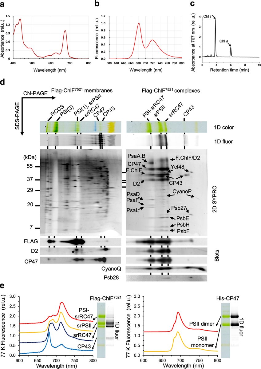 MBU_AVCR's tweet image. Enhancing the production of chlorophyll f in the cyanobacterium Synechocystis sp. PCC 6803

Qi M, Taunt HN, Bečková M, Xia Z, Trinugroho JP, Komenda J, Nixon PJ.
Physiol Plant. 2025
doi.org/10.1111/ppl.70…

collaboration
#algatech #photosynthesis