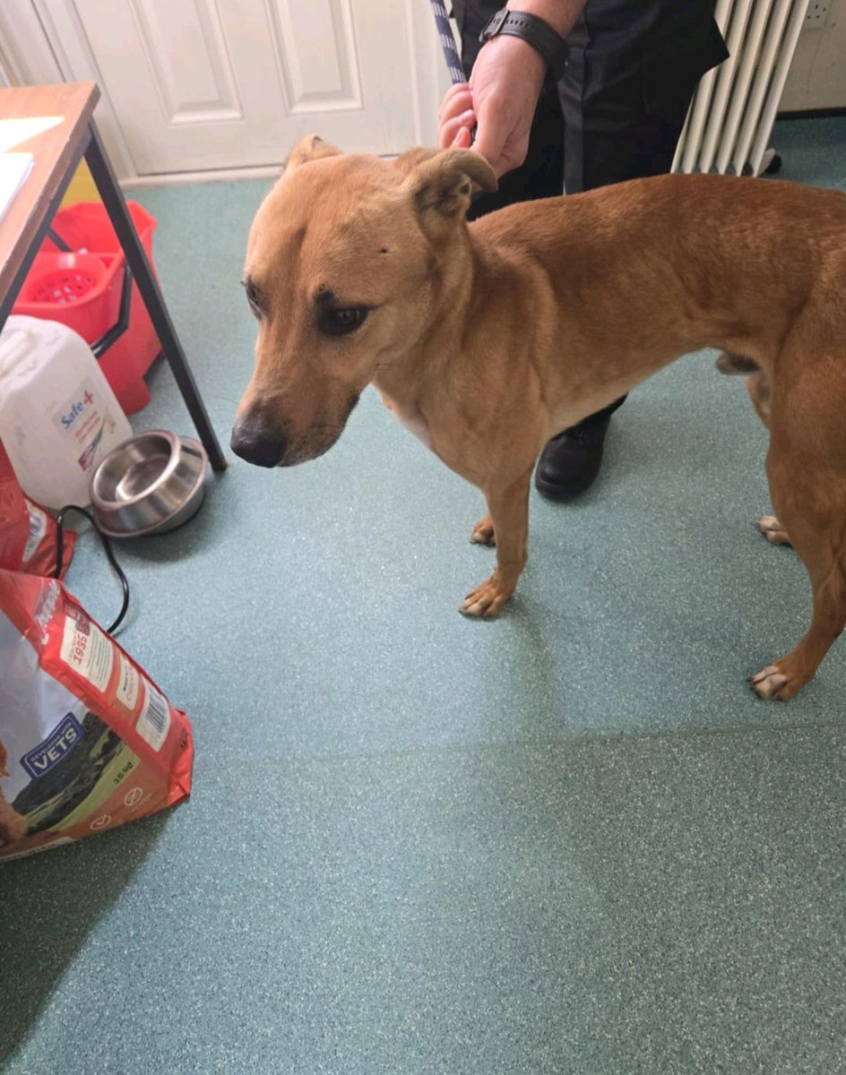 AdoptionsUk's tweet photo. Please retweet to help find the owner or a rescue shelter space for this stray/abandoned dog found #MIDDLESBROUGH #UK 🆘🆘🆘🆘🆘
Now in a council pound for 7 days.
'we have taken in this lurcher/ cross breed this afternoon. It is alleged the dog was found straying by a member of the public on Beechwood Field. The dog is male and is not microchipped or wearing a collar. If anyone has any information please get in touch ASAP on 01642 726001 or out of hours on 01642 726050. Alternatively you can email us in confidence at evidence@middlesbrough.gov.uk '
- Middlesbrough Dog Warden 

#dogs #dog #Lurcher #adoptdontshop #England @MissingPetsGB @SAMPAuk_ @DogLostUK @millypod1 @DanielZeichner @DefraGovUK @APDAWG1 @LurcherSOS @EGLR1 @RSPCA_official @The_Blue_Cross