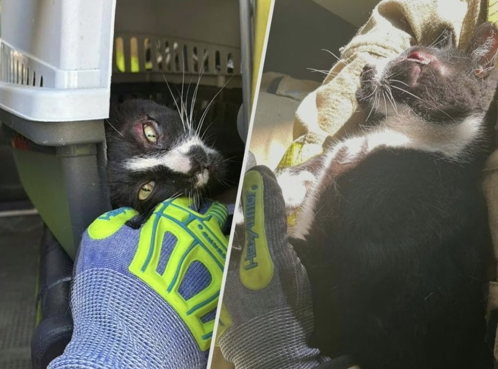 Getuigen gezocht❗️
Is er iemand die gezien heeft dat er een kat in een vuilcontainer is gestopt aan het Staringplein in Arnhem? Weet iemand van wie de niet gechipte kat is? Geef aub alle info aan de politie. Retweet wordt gewaardeerd! 🙏
hartvannederland.nl/112/dierenmish…