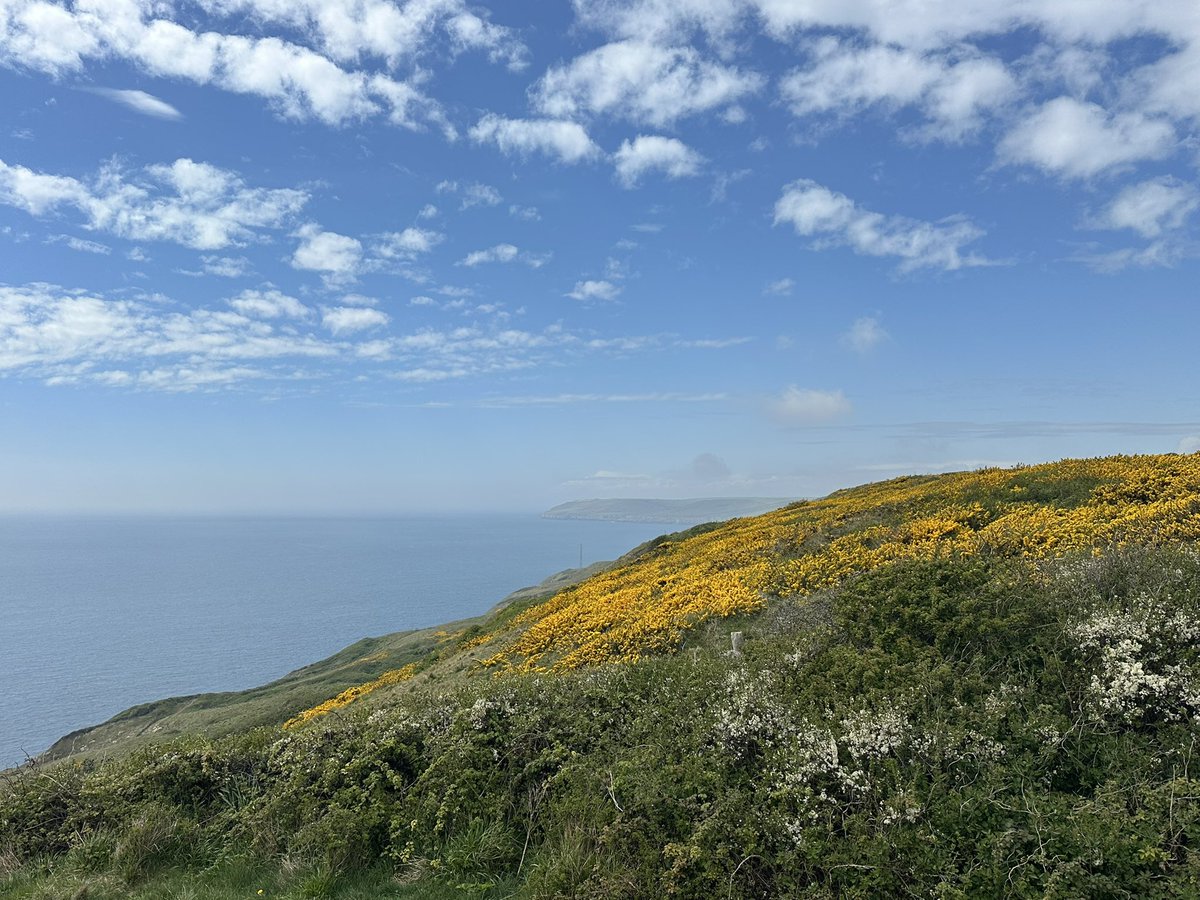 Not having a lot of time to go birding at the moment with final semester of uni, but squeezed in a trip to Durlston Country Park yesterday!

Stunning weather accompanied by Whinchat, singing Lesser Whitethroat and Whitethroat, plus all the seabirds 🤩