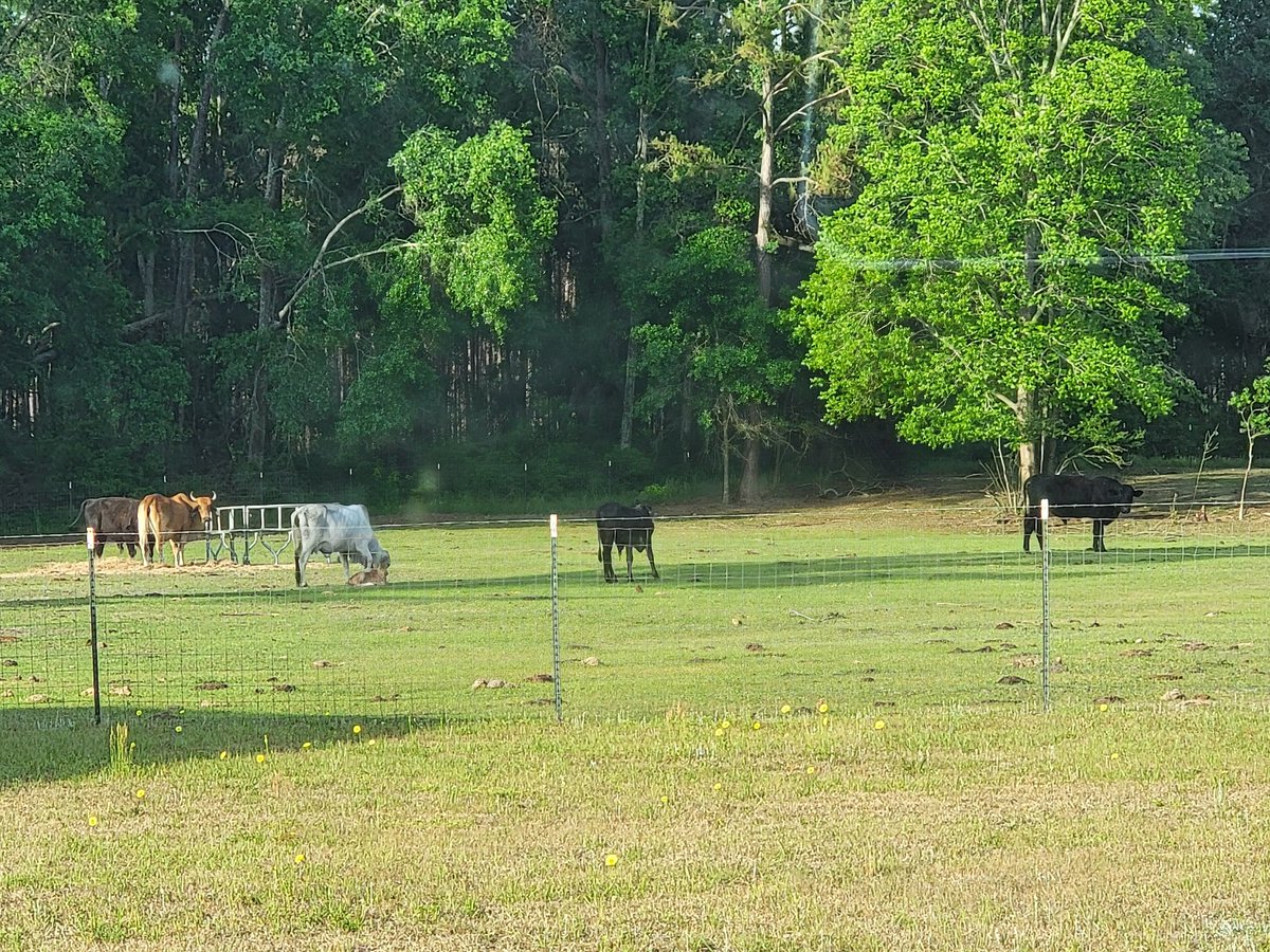 Good Tuesday morning to everybody who knows that cow farts aren't causing "climate change." Eat more beef. 

Happy Earth Day!