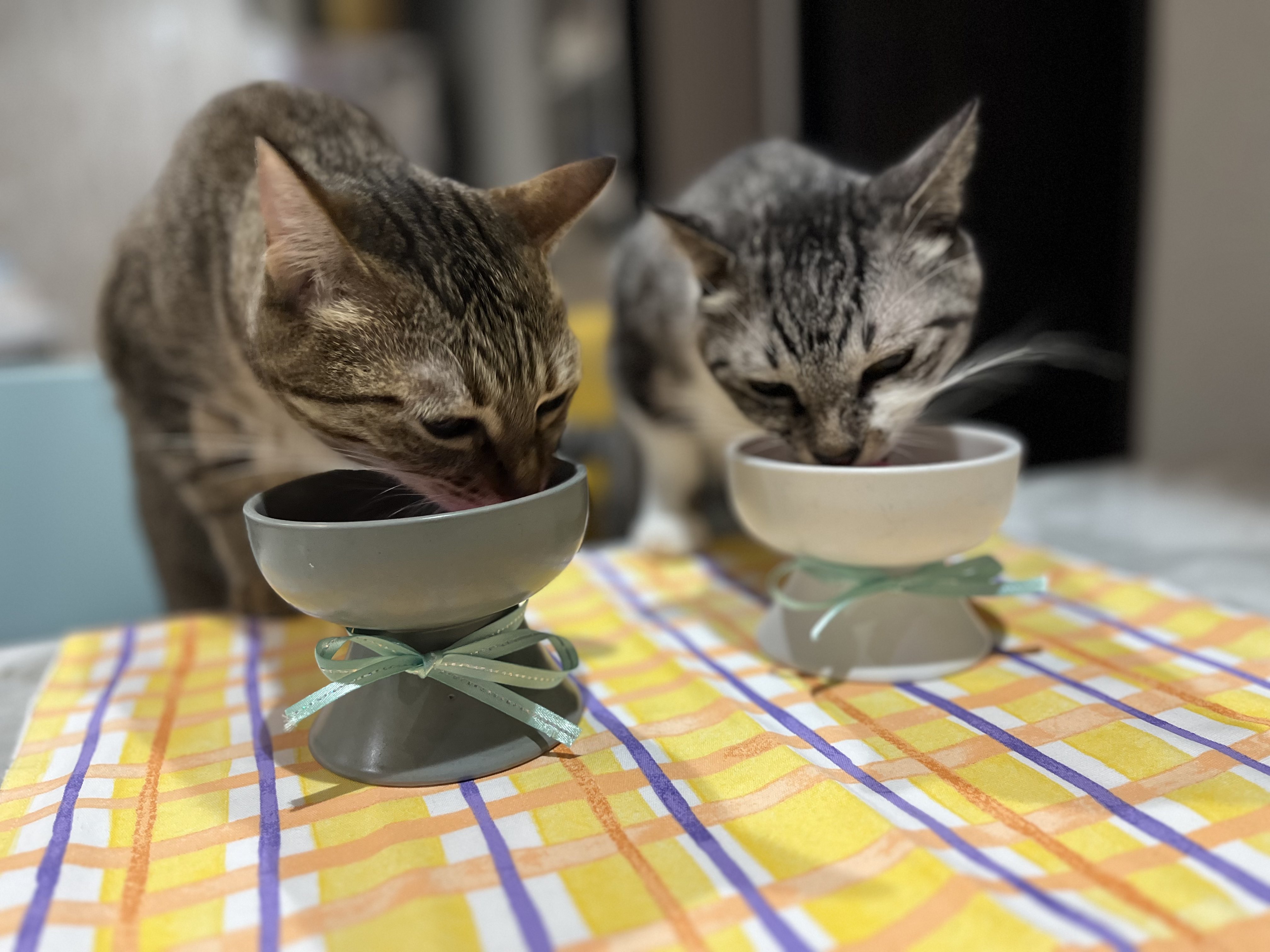 拝啓ねこ様 阿佐ヶ谷の保護猫カフェ (@haikeinekosama) / X