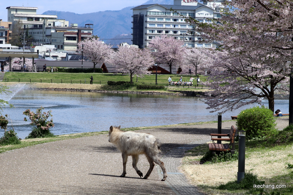 天童市の観光ガイド on X