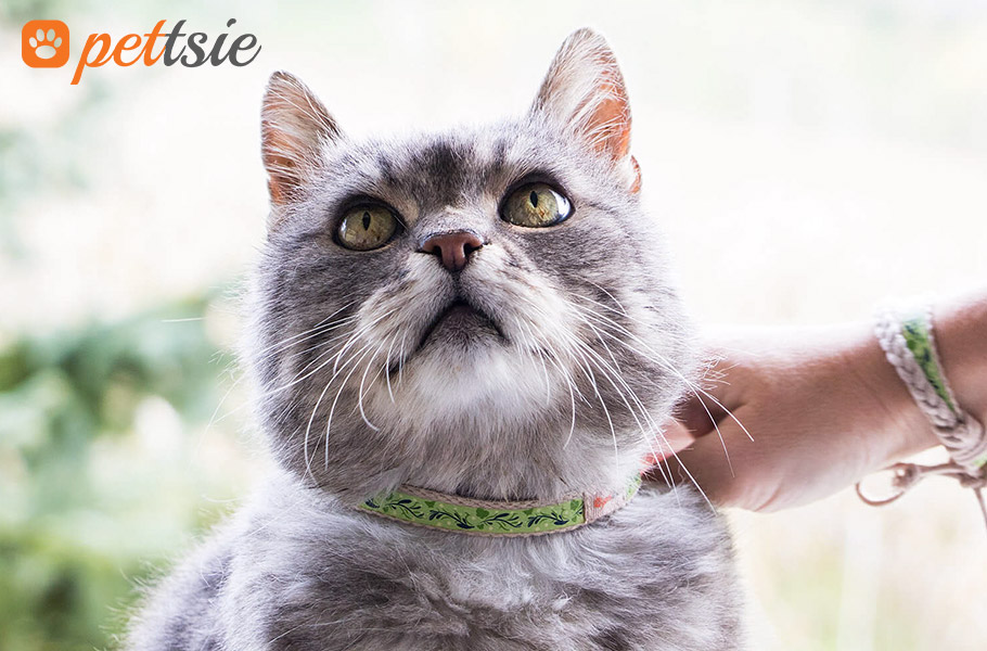 pettsie_com's tweet photo. Let's explore everything from nutrition and health monitoring to creating a cozy environment. 🥰😻

👉https://t.co/sJwMjnxUL9 https://t.co/Fw0ZrzNv0h