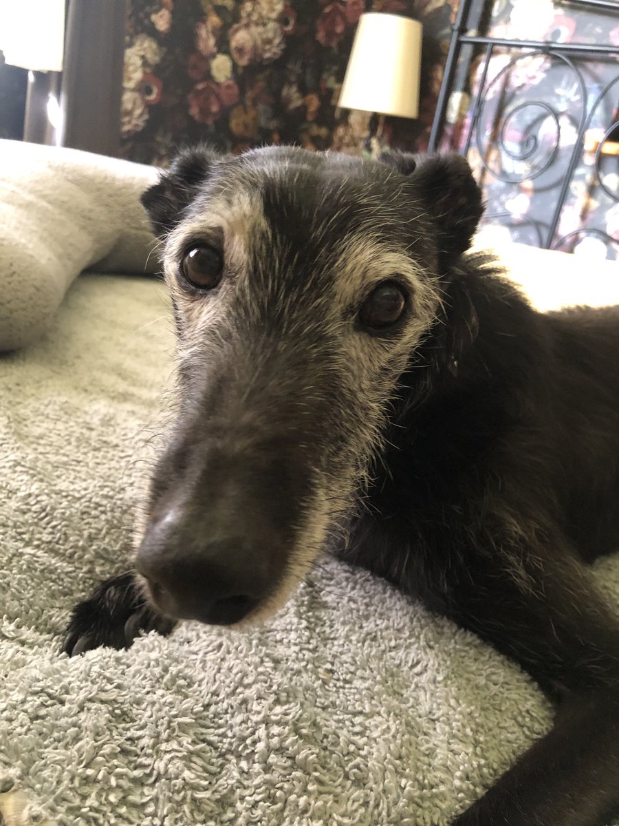 I’d this the face of an elderly hound that just escaped for the first time by jumping over a neighbours hedge?