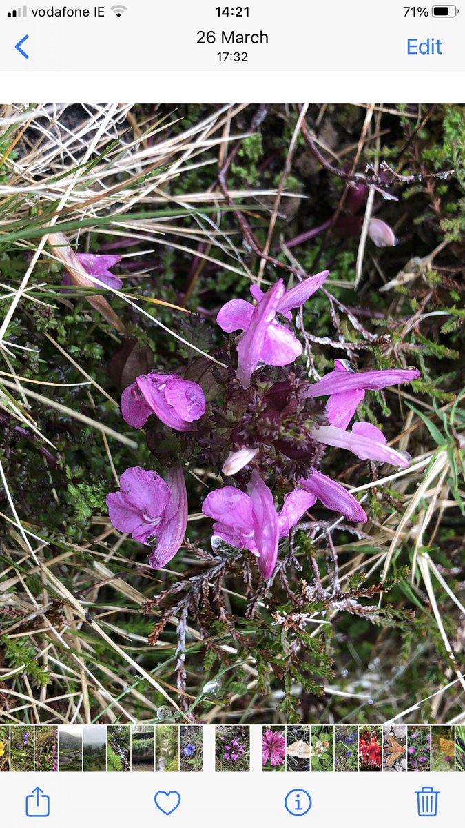 Lousewort 
Lus an Ghiolla 
Pendicularis sylvatica 
One of the many moorland plants flowering right now. They’ll flower right through summer. Looking out for the flowers makes the hill-walk even more interesting! 
Musheramore hill-walk Thursday 10am. 
€25 non-members.