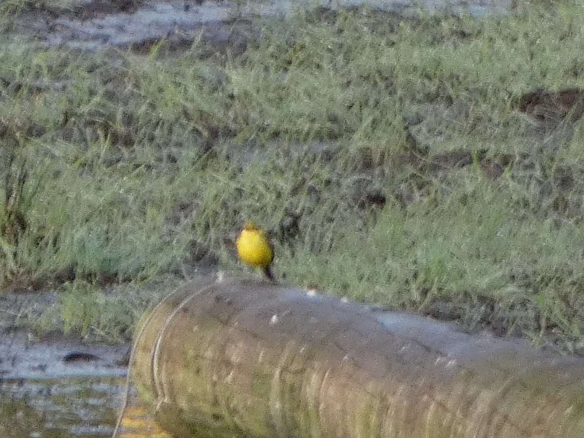Warwick100B's tweet photo. Our bar tailed godwit was back on Flash Bennet this morning, along with a yellow wagtail.

Chris Hill spotted two house martins over Warwick, giving us number 96 for the Warwick 100 list.

Great also to see the whitethroats back and in full song.

😁 https://t.co/aLXH4uPDgh