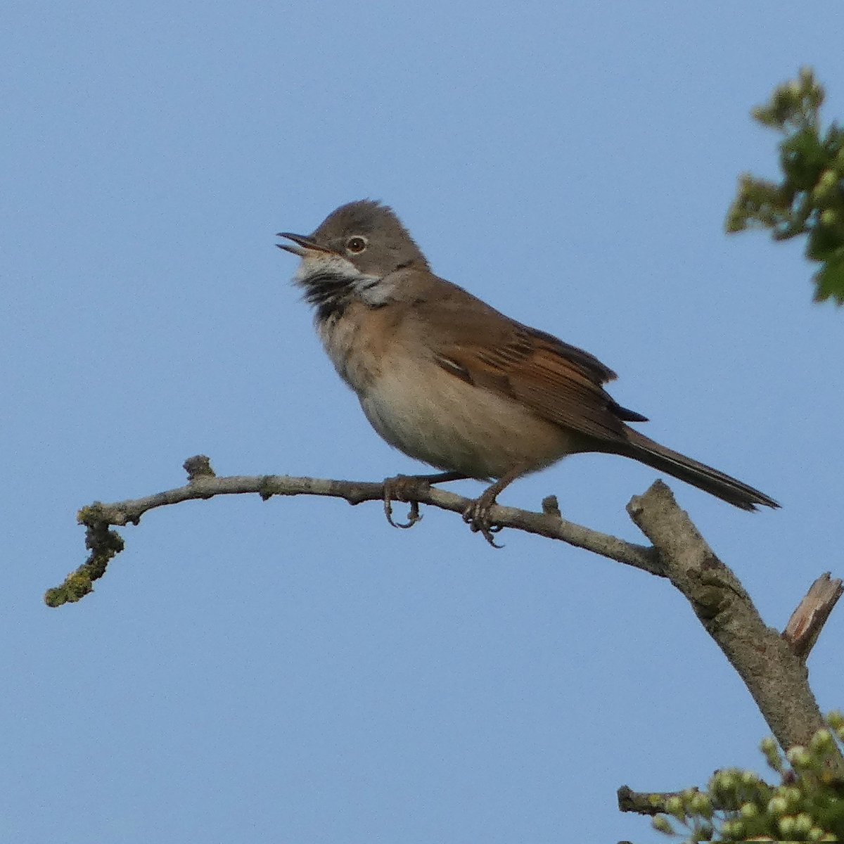 Our bar tailed godwit was back on Flash Bennet this morning, along with a yellow wagtail.

Chris Hill spotted two house martins over Warwick, giving us number 96 for the Warwick 100 list.

Great also to see the whitethroats back and in full song.

😁