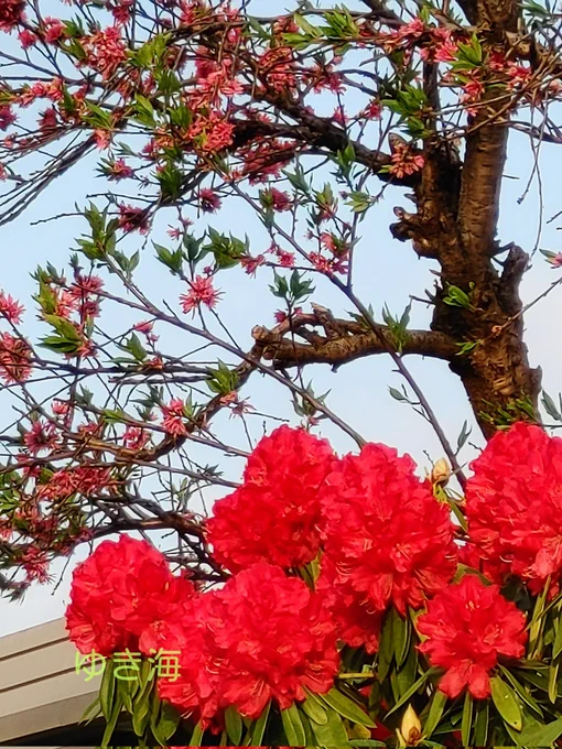 こんばんはー(^∇^*)ノ゜・:*.*華やかなお家ですね風が強くて、お天気くずれるのかな?ちょっと蒸し暑く感じます( ˊᵕˋ ;)1日お疲れ様でした(❁ᴗ͈ˬᴗ͈⸝)っrpなど、いつもありがとうございます*·̩͙𓈒𓂂𓏸良い夜をね☆。.:*・゜ #TLを花でいっぱいにしよう 