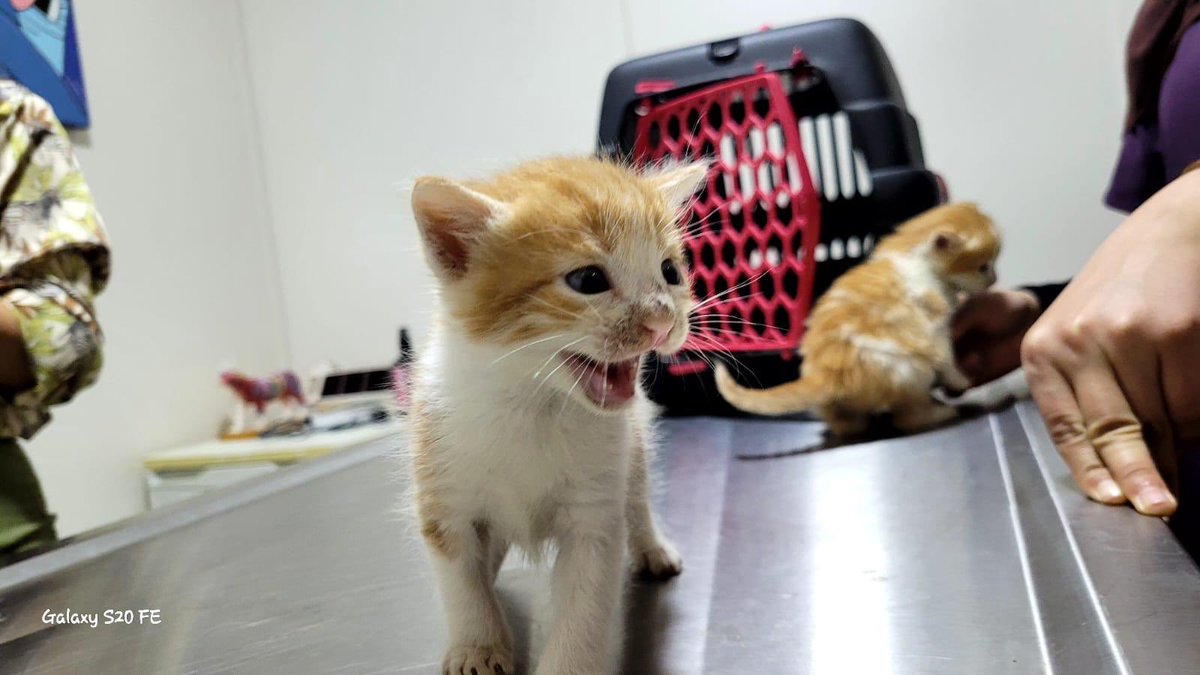 ceronot's tweet photo. Dünya tatlısı sarı 1,5 aylık erkek kediş. Dünya tatlısı cana yakın iki kardeşler. Biri sahiplenildi. Diğeri ömürlük yuvasını arıyor. Antalya ili ve çevre illerde sahiplendirilecektir. https://t.co/wwDujiiImA