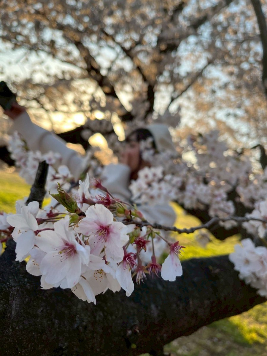 moe_o_'s tweet photo. お久しぶり〜！！🫶💕

全然開いてなくて、更新できずごめんね🥲🥲

この前お花見してきたんだ〜！！
みんなは今年お花見した？？🌸💕 https://t.co/YoDkrQSDRh