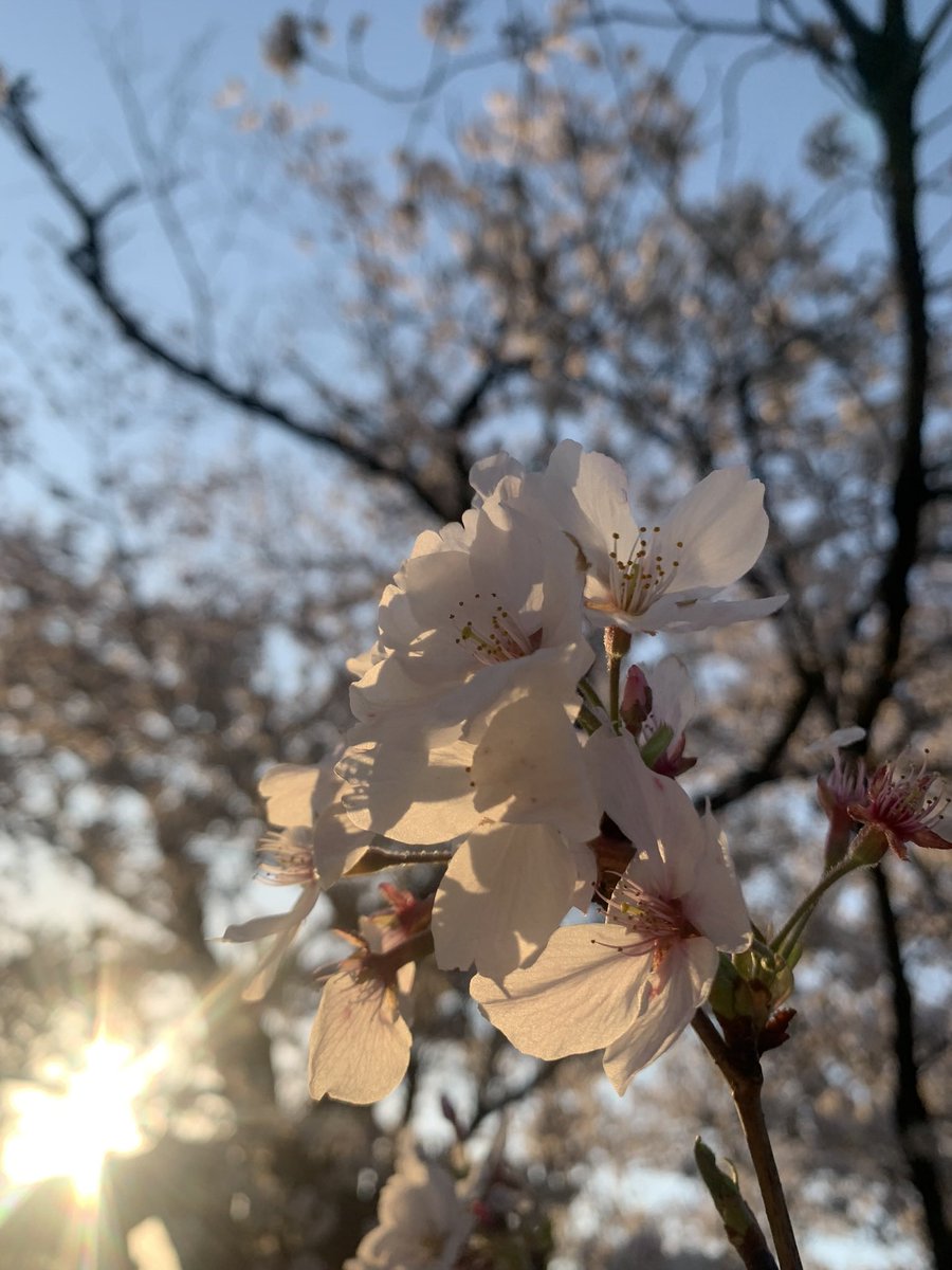 moe_o_'s tweet photo. お久しぶり〜！！🫶💕

全然開いてなくて、更新できずごめんね🥲🥲

この前お花見してきたんだ〜！！
みんなは今年お花見した？？🌸💕 https://t.co/YoDkrQSDRh