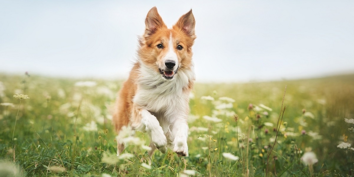 UmweltDialog's tweet image. Keime im Napf: Eine Untersuchung zeigt, dass viele BARF-Produkte mit antibiotikaresistenten Bakterien belastet sind. Das Risiko betrifft nicht nur Tiere, sondern auch Menschen: durch direkten Kontakt oder Küchenhygiene umweltdialog.de/de/VERBRAUCHER… #BARF #Tierfutter #Verbraucher