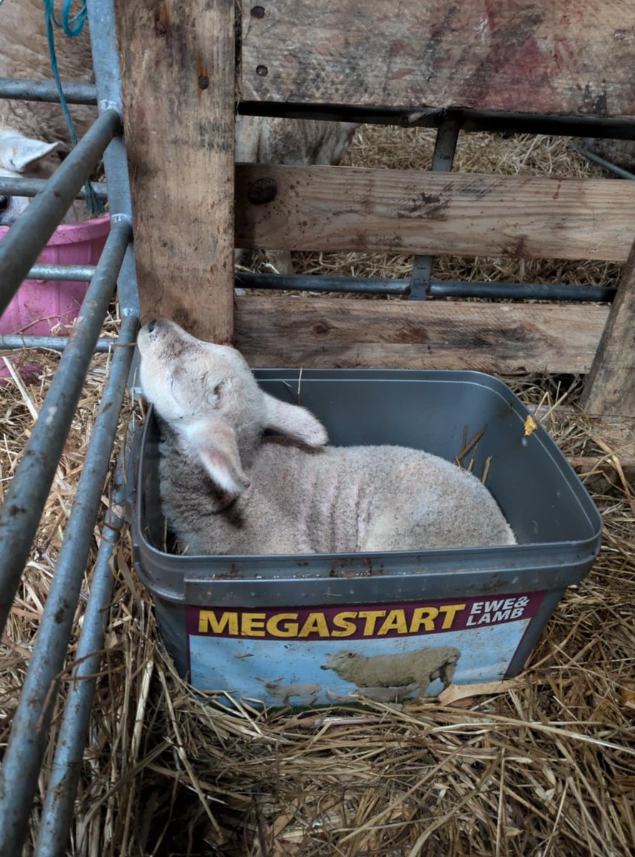 Scotmin Nutrition tweet media