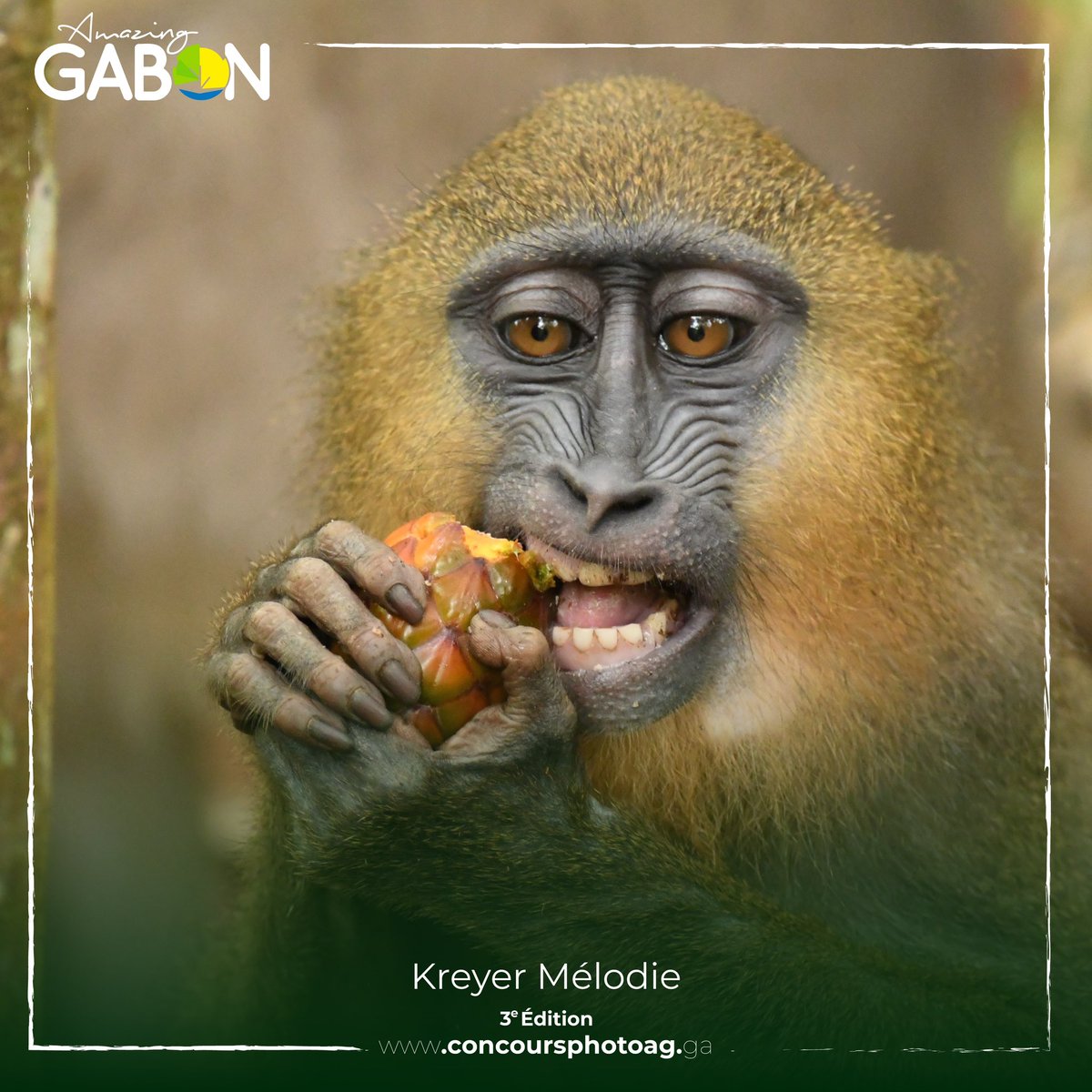 3ème édition (2024) du Concours National de photographie AmazingGabon. 
Merci à Mme Kreyer Mélodie pour sa participation avec cette magnifique photo. 
#amazinggabon #concoursphotoag #gabon #gabonphoto #wildlifephoto #photographer