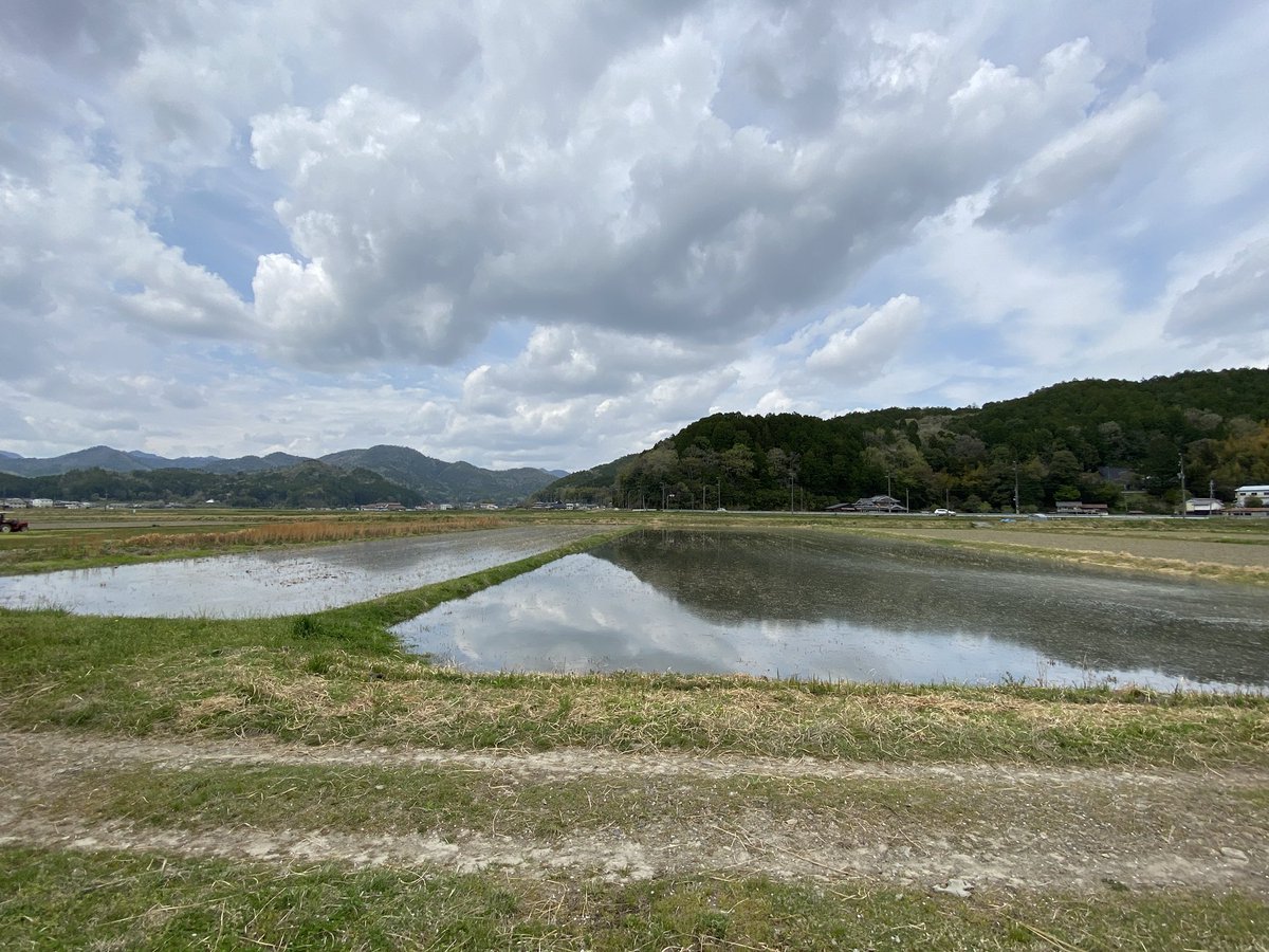 coco_sasayama's tweet image. 篠山も暖かくなり草もカエルもたくさん出てきまいます。

田んぼに水を張りました。
お米の準備順調に進んでいます。