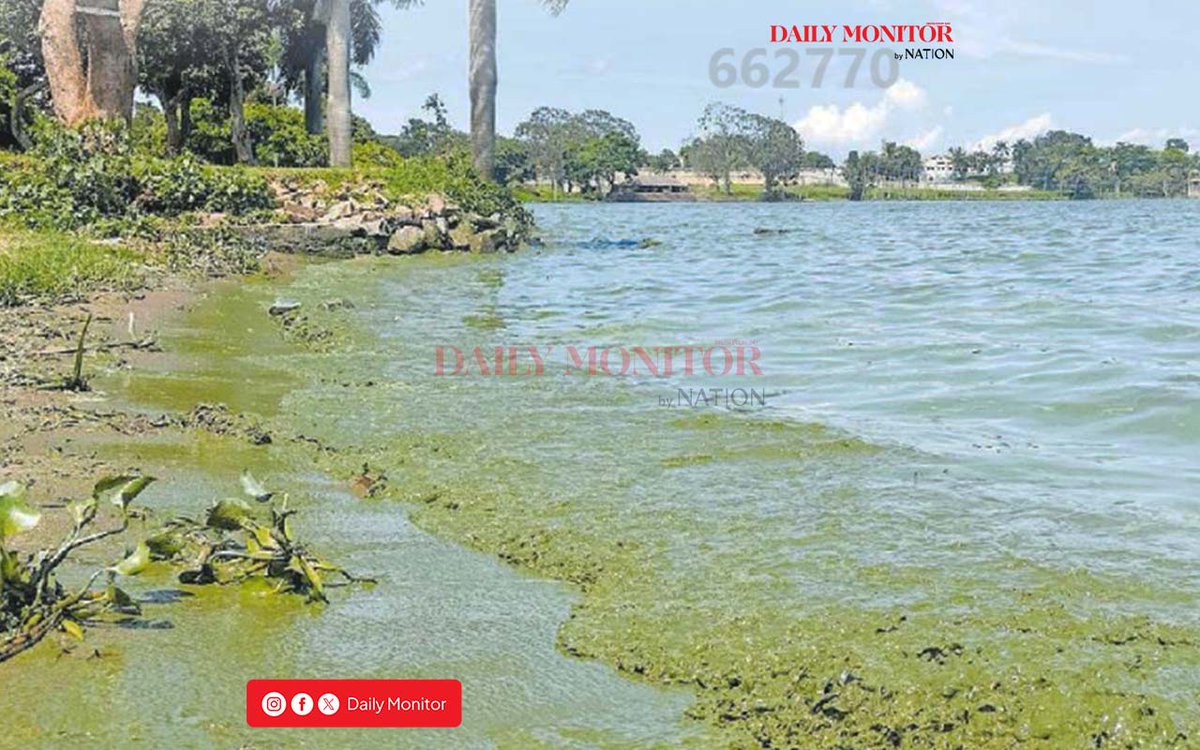 DailyMonitor's tweet photo. If Lake Victoria could tell her story, what do you think it would say about us?
#InternationalMotherEarthDay 
#MonitorUpdates https://t.co/JoeV9ytt5p
