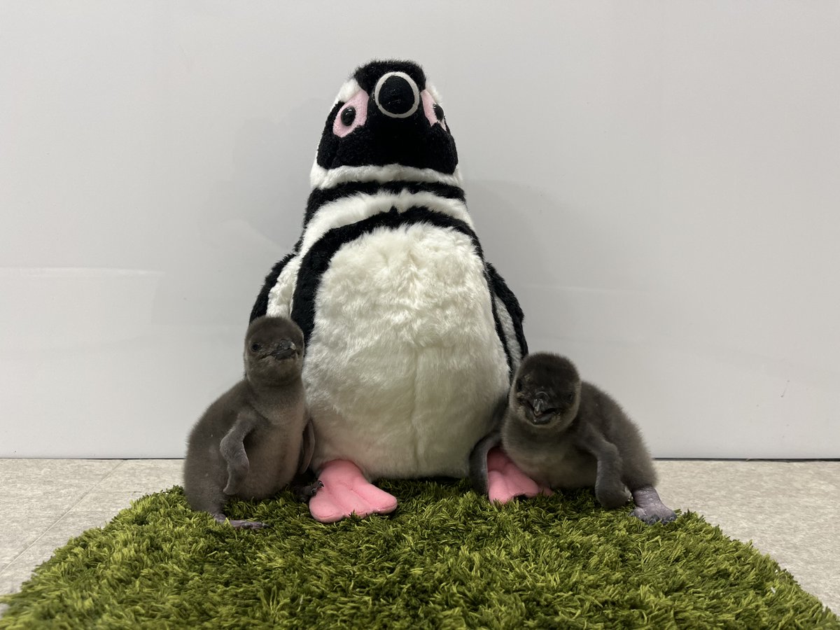 すみだ水族館【公式】 on X