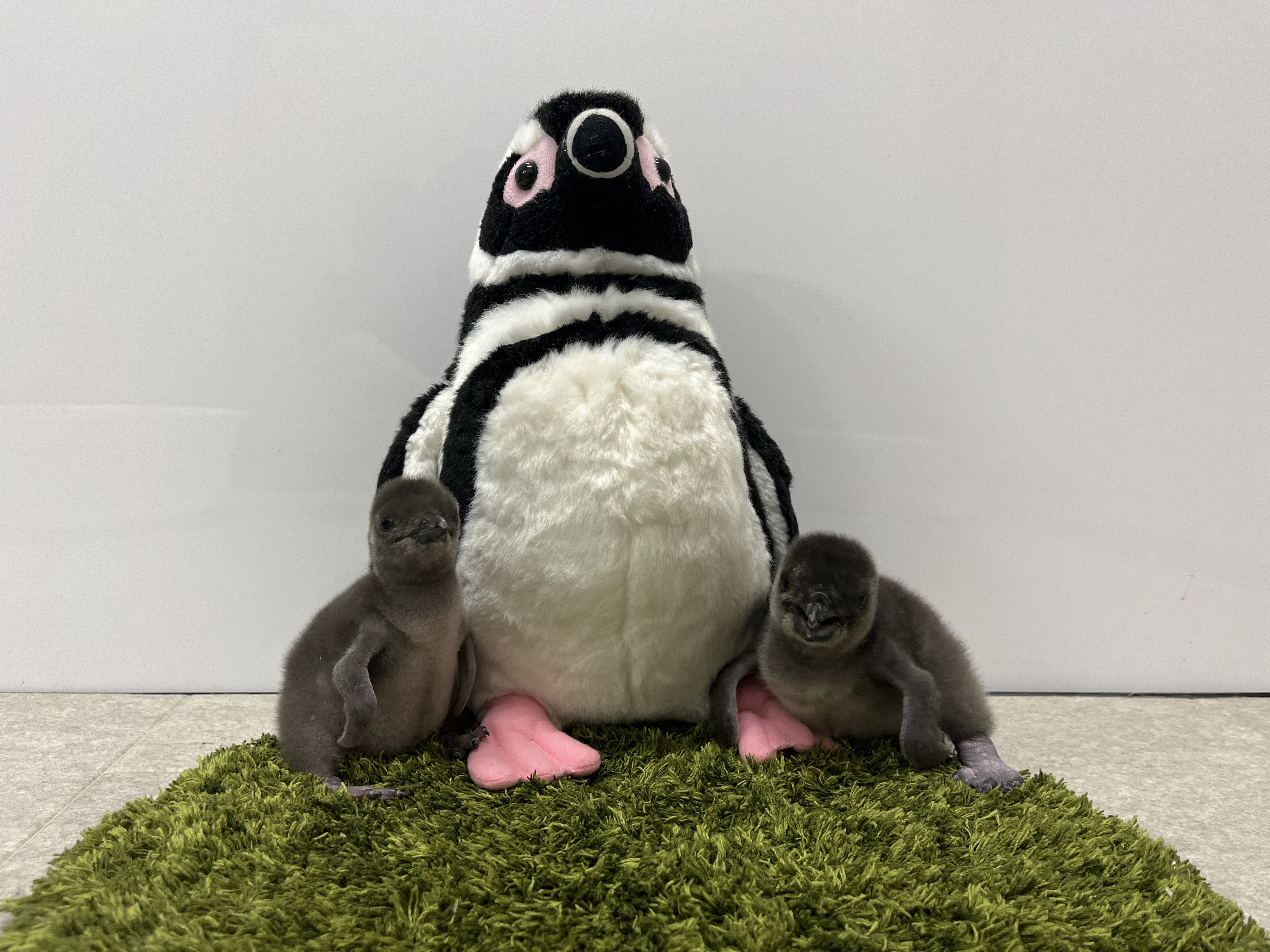 すみだ水族館【公式】 on X: すみだ水族館【公式】 on X: