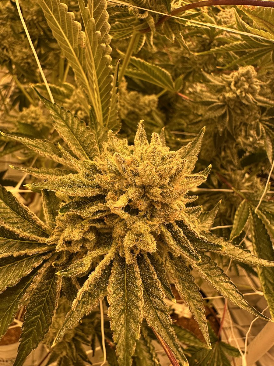 Subzero Extracts (@subzextracts) / Posts / X