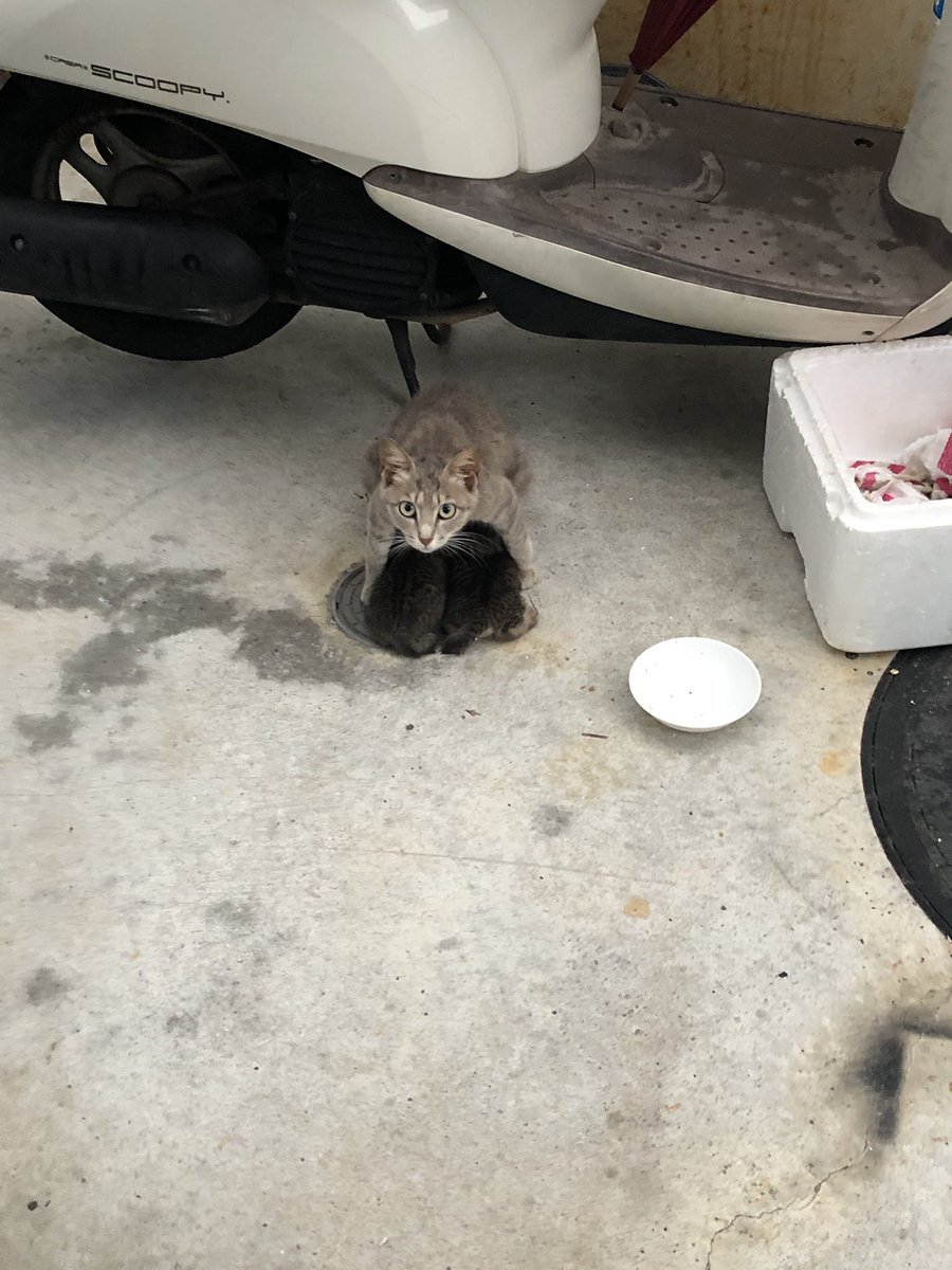 animalkyat's tweet photo. 外出たら母猫が雨の中、必死に子猫を守ってた https://t.co/3hDElLSL6n