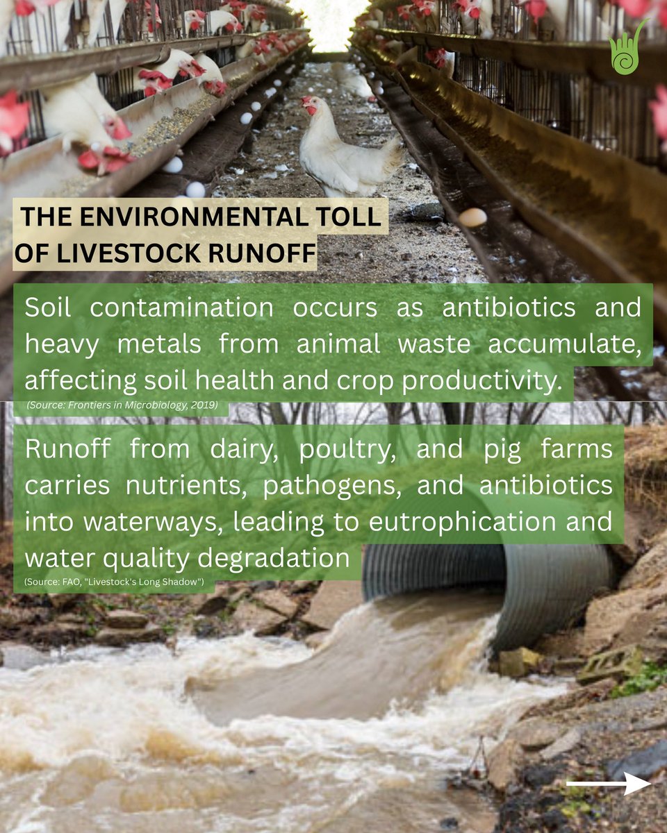 Ahimsa Fellows tweet media