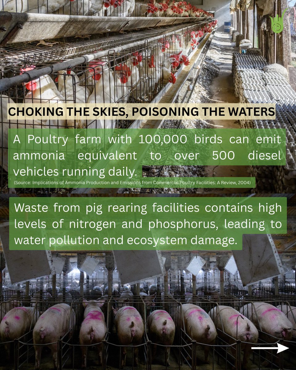 Ahimsa Fellows tweet media