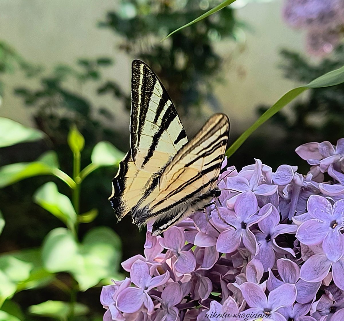 nikolas83gianni's tweet photo. #artist #ilustrator #designer #ditalartist #noteartist #purple #butterfly #leptir #лептир #papilionidae #lilac #iphicidespodalirius #јоргован #jorgovan #cvet #lila #flower #flowers #blooming #nikolass #nikolass83 #nikolass83gianni #photography #photo #nature #pancevo #srbija https://t.co/Eo1in6t5yl
